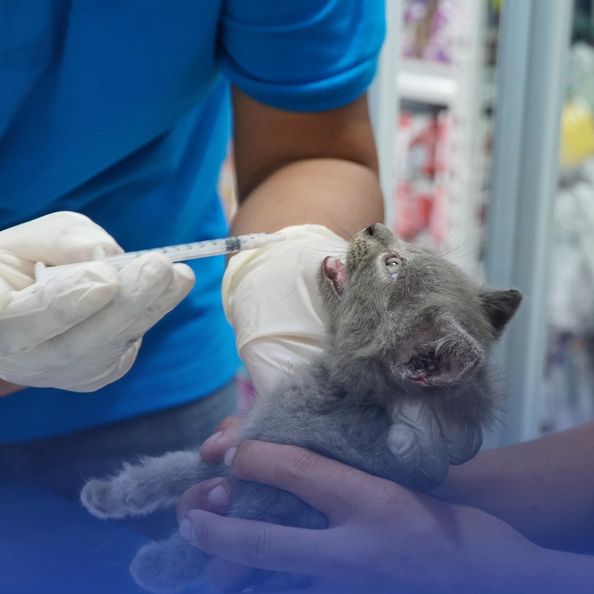 Pet Pharmacy
